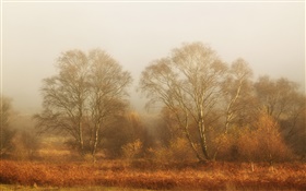 木、秋、霧、朝 HDの壁紙