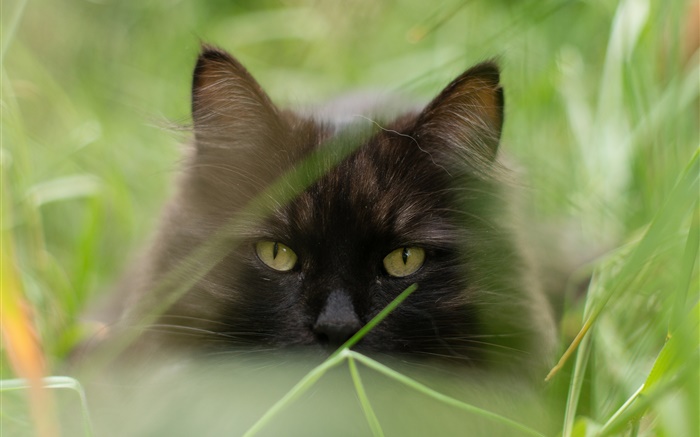 黒い猫の顔、草、夏、ぼやけ 壁紙 ピクチャー