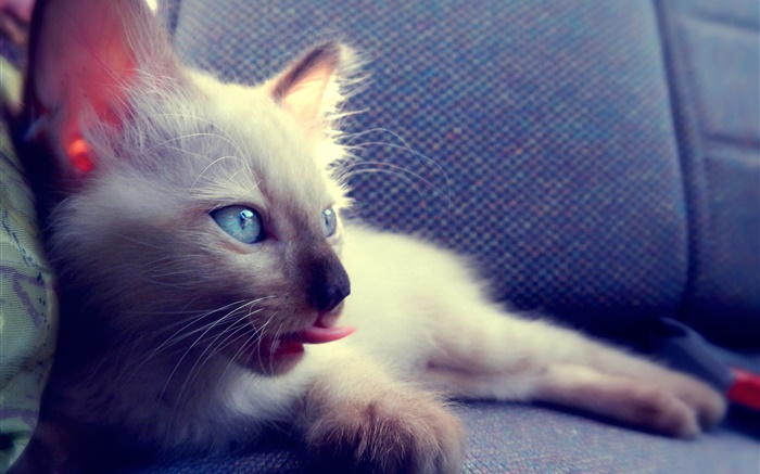 青い目の猫の椅子 壁紙 ピクチャー