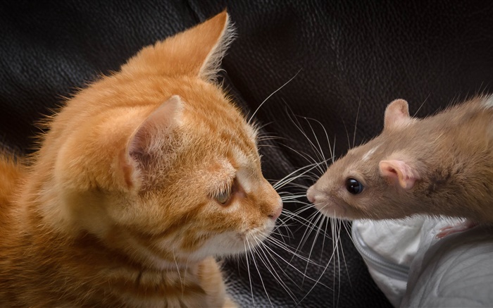 猫とマウスは対面する 壁紙 ピクチャー