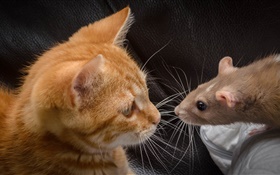 猫とマウスは対面する HDの壁紙