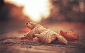 乾燥葉、道路、秋
