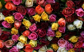 多くのバラの花、さまざまな色 HDの壁紙