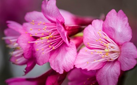 ピンクの花マクロ写真、雌しべ