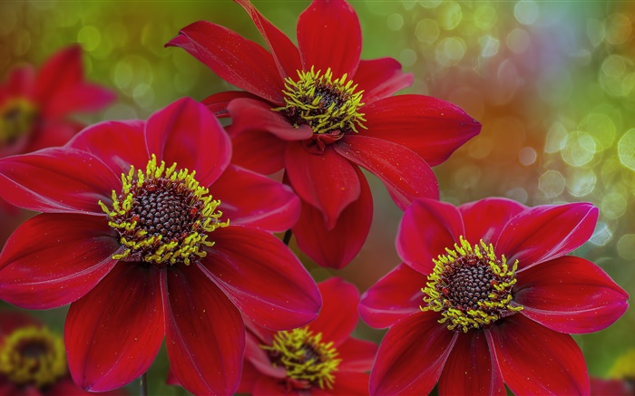 赤い花マクロ写真、花びら、雌しべ 壁紙 ピクチャー