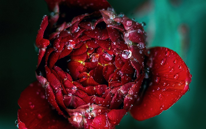 赤いバラの花のクローズアップ、露 壁紙 ピクチャー