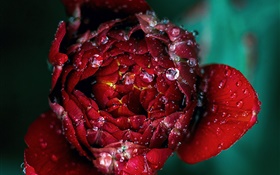 赤いバラの花のクローズアップ、露 HDの壁紙