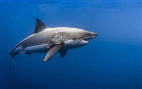 サメ、青い海 HDの壁紙