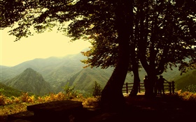 木、山、夕暮れ HDの壁紙