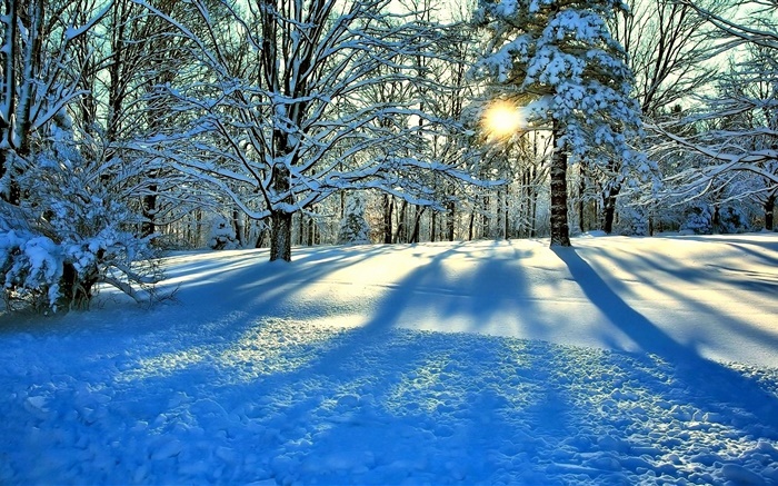冬、雪、木、太陽の光線 壁紙 ピクチャー