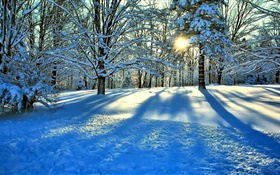 冬、雪、木、太陽の光線 HDの壁紙