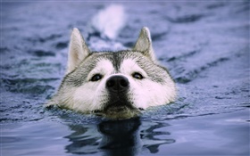 オオカミは水中で泳ぐ