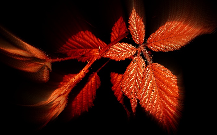 秋、赤い葉、黒い背景 壁紙 ピクチャー