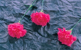 カーネーション、ピンクの花