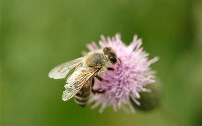 昆虫蜂クローズアップ、ピンクの花 壁紙 ピクチャー