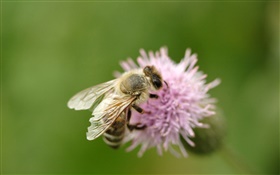 昆虫蜂クローズアップ、ピンクの花 HDの壁紙