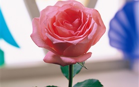 ピンクのバラ1本 HDの壁紙