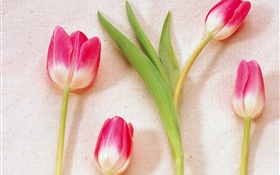 ピンクの白い花びらのチューリップ HDの壁紙