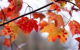 赤い葉、小枝、秋 HDの壁紙