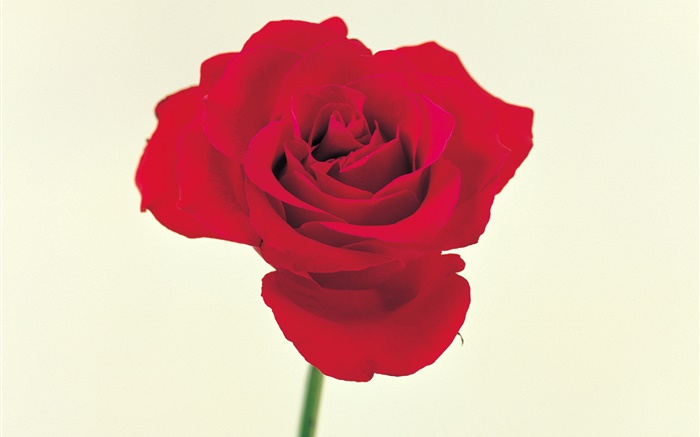 赤いバラ1本 壁紙 ピクチャー