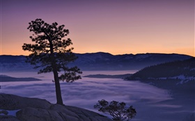 木、霧、山、夜明け HDの壁紙