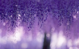 藤、紫色の花、カーテン HDの壁紙