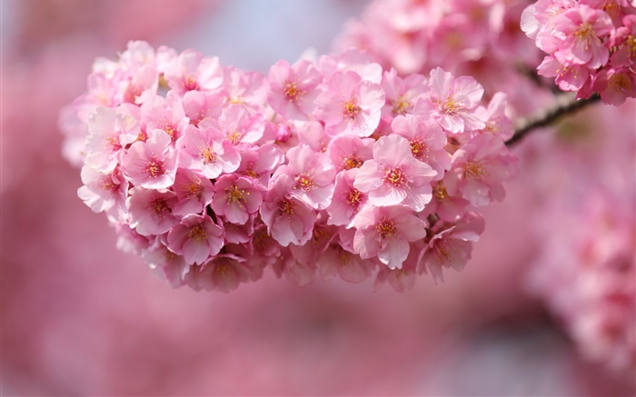ピンクの桜の花、春 壁紙 ピクチャー