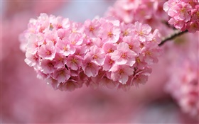 ピンクの桜の花、春