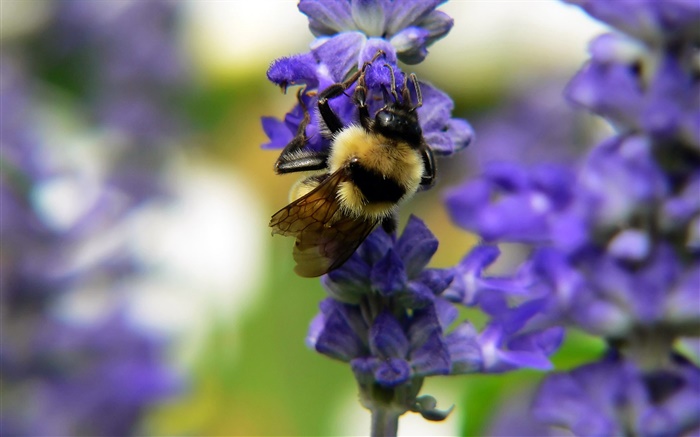 昆虫蜂、青い花、ボケ 壁紙 ピクチャー