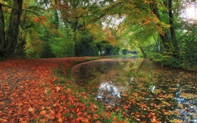 秋、川、木、森 HDの壁紙