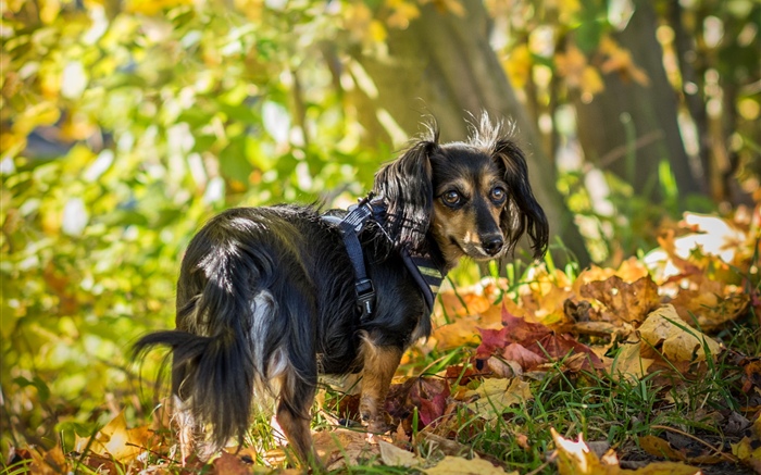 黒い犬の背中、葉、秋 壁紙 ピクチャー