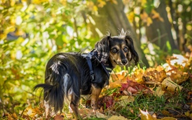 黒い犬の背中、葉、秋