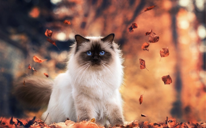 青い目猫、秋、葉 壁紙 ピクチャー