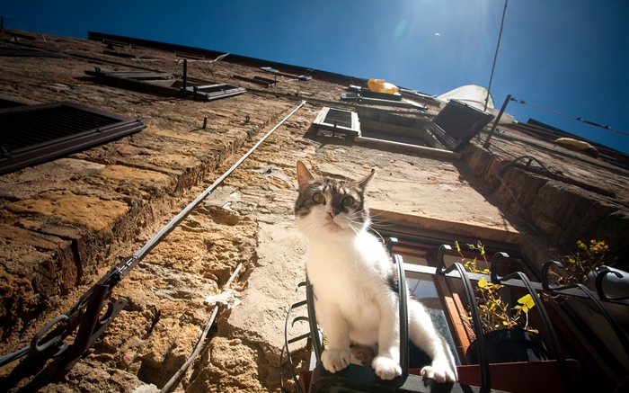 猫は観察の窓に座る 壁紙 ピクチャー