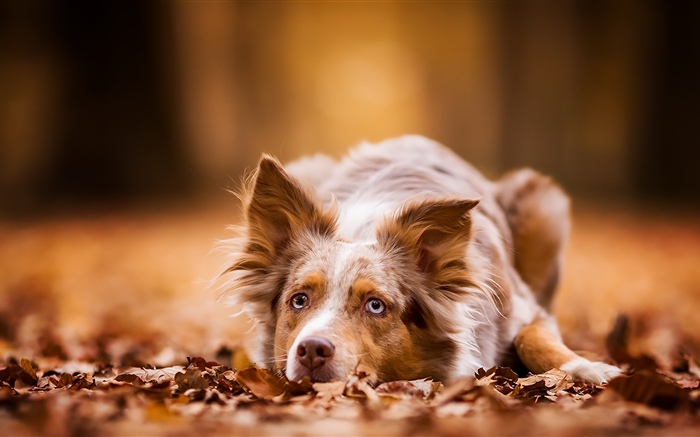 犬は休息を取る、秋、葉 壁紙 ピクチャー