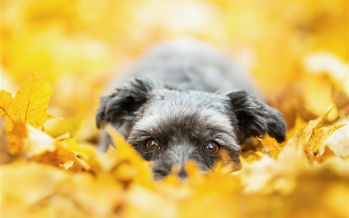 黄色い葉に隠された犬、秋 壁紙 ピクチャー