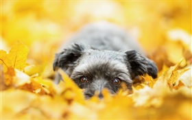 黄色い葉に隠された犬、秋