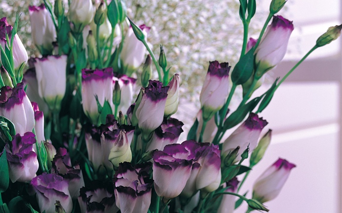 紫色の白い花びらのチューリップ 壁紙 ピクチャー