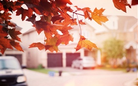 赤い楓、秋、通り HDの壁紙