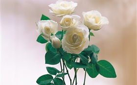 白い花びらのバラ
