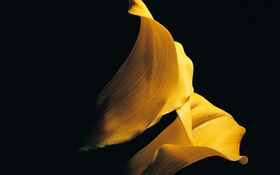 黄色の花びらの花弁のクローズアップ HDの壁紙