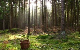オーストリア、森林、樹木、バスケット HDの壁紙