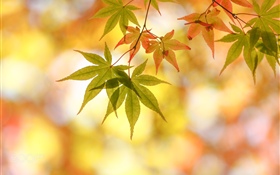 秋、紅葉、グレア HDの壁紙