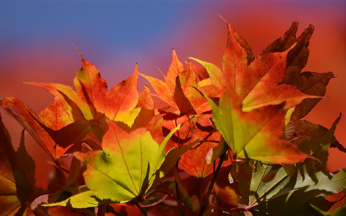 秋、赤い葉 壁紙 ピクチャー