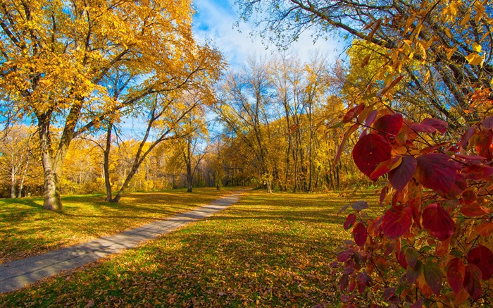 秋、木々、黄色の葉、道 壁紙 ピクチャー