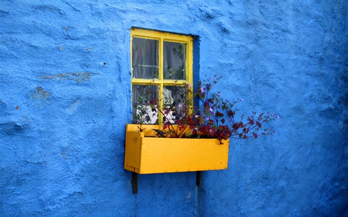 青い壁、窓、花 壁紙 ピクチャー