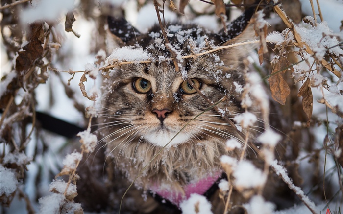 英国の折り畳み猫、雪、冬 壁紙 ピクチャー