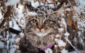 英国の折り畳み猫、雪、冬 HDの壁紙