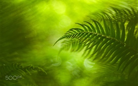 緑の葉、自然 HDの壁紙