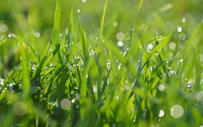 緑の草、水滴、夏 壁紙 ピクチャー